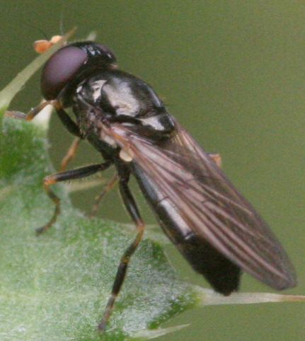 Cheilosia pagana