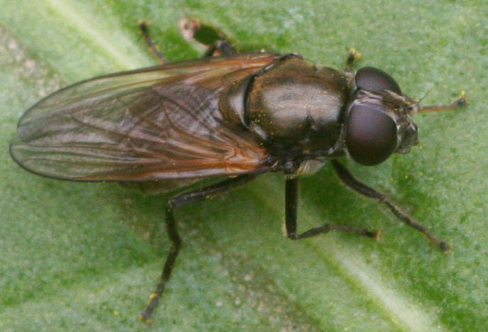 Cheilosia albitarsis/ranunculi