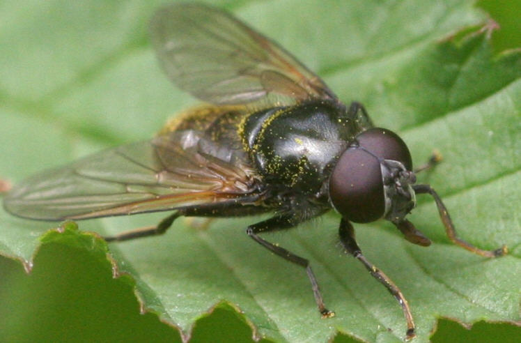 Cheilosia albitarsis/ranunculi