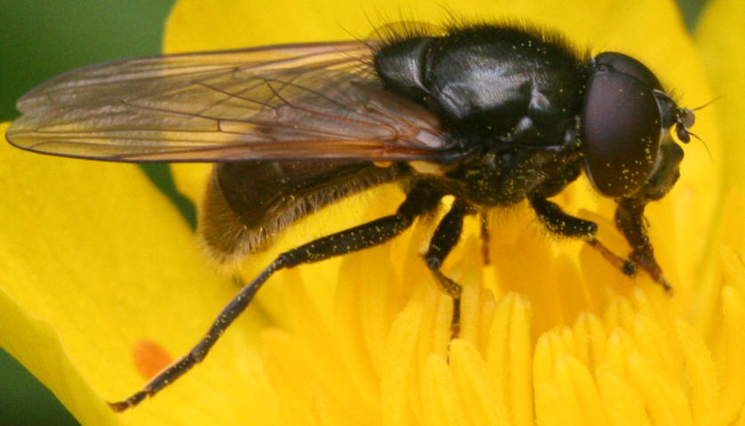 Cheilosia albitarsis/ranunculi