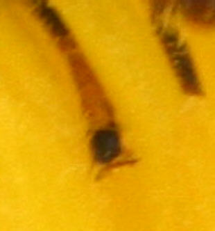 Cheilosia albitarsis/ranunculi