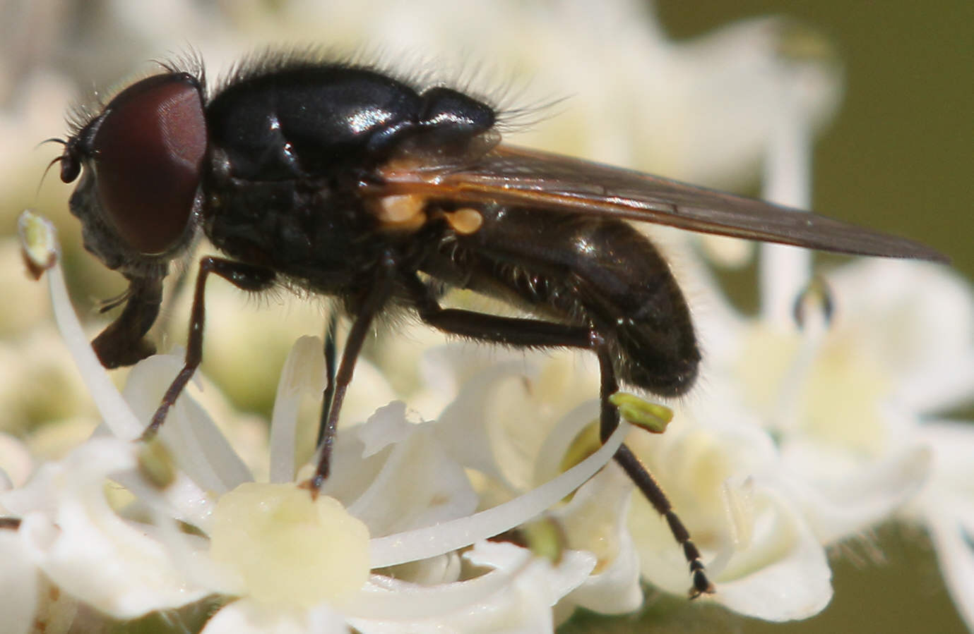 Cheilosia impressa