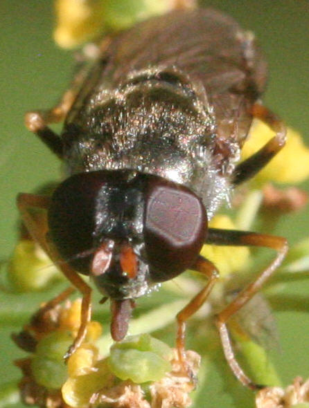 Cheilosia soror