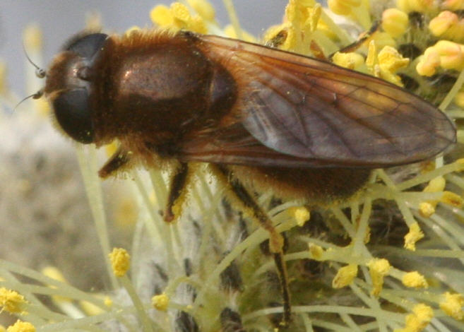 Cheilosia grossa