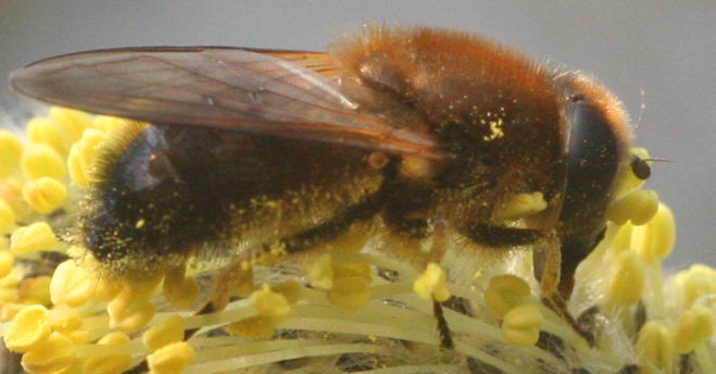 Cheilosia grossa