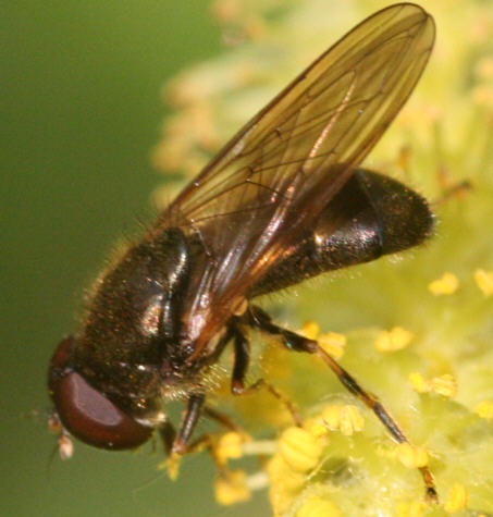 Cheilosia pagana