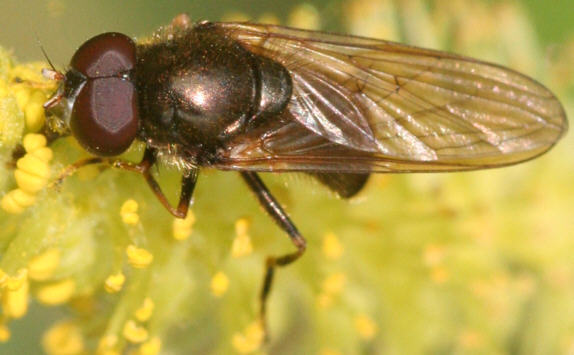 Cheilosia pagana