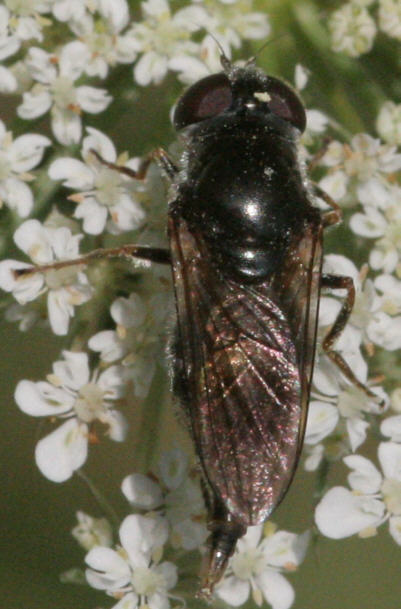 Cheilosia proxima