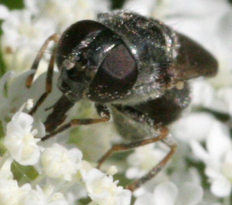 Cheilosia proxima