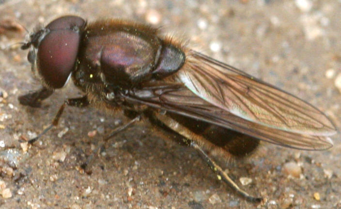 Cheilosia proxima