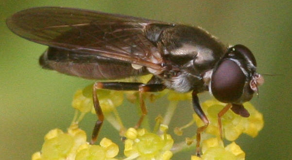 Cheilosia soror