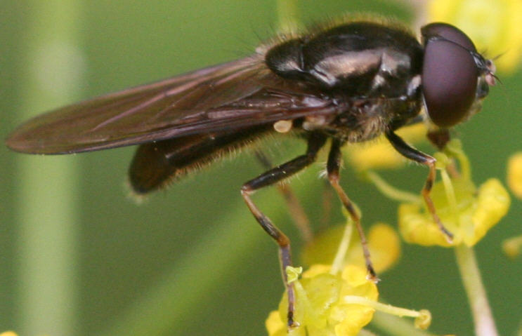 Cheilosia soror