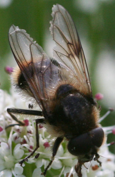 Cheilosia illustrata