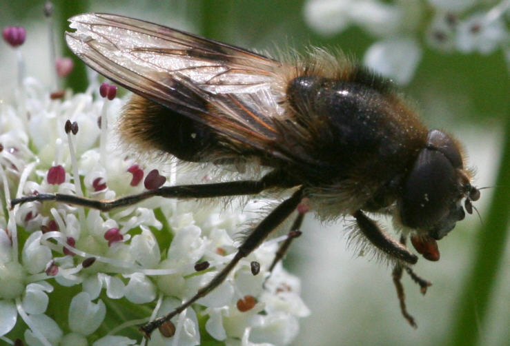 Cheilosia illustrata