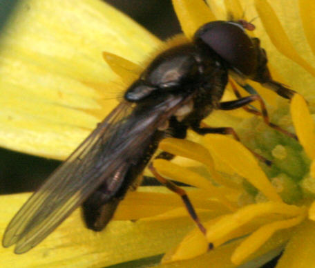 Cheilosia pagana