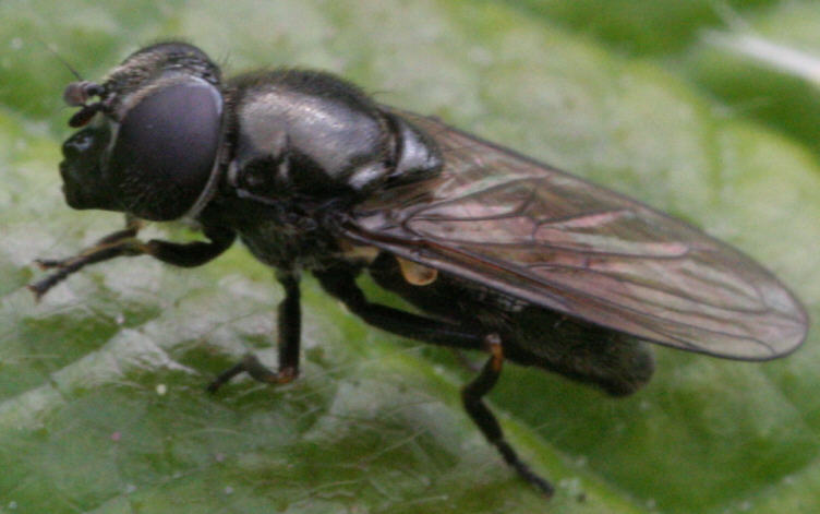 Cheilosia variabilis