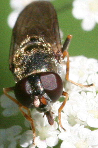 Cheilosia soror