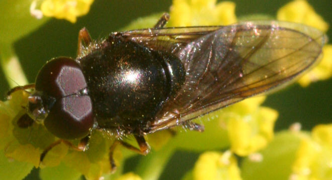 Cheilosia soror