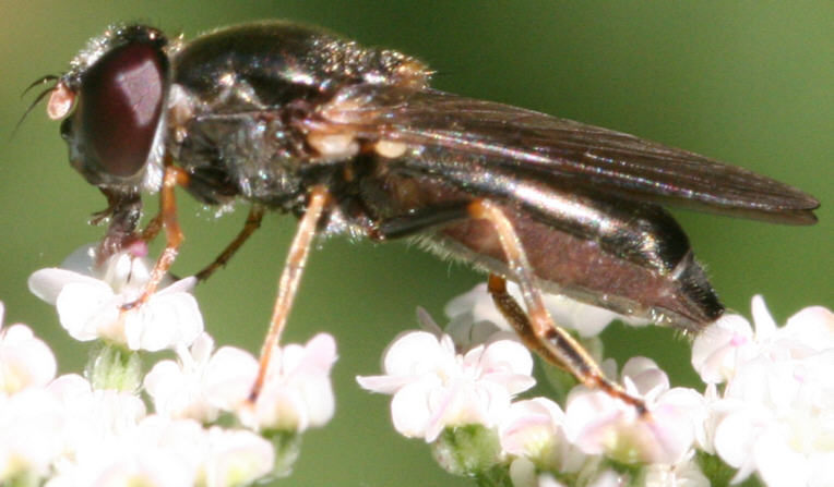 Cheilosia soror