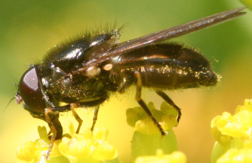 Cheilosia soror