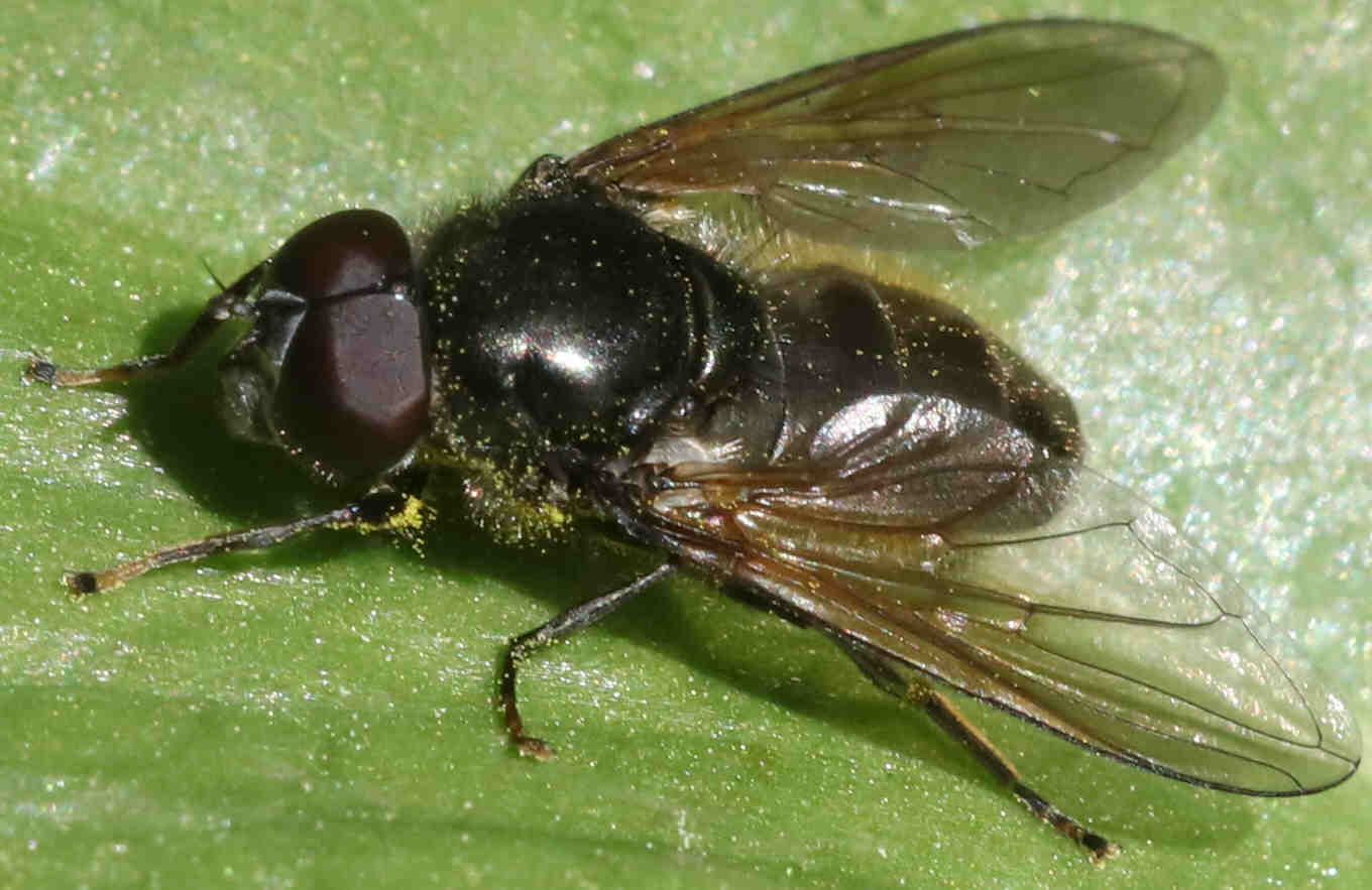 Cheilosia albitarsis/ranunculi