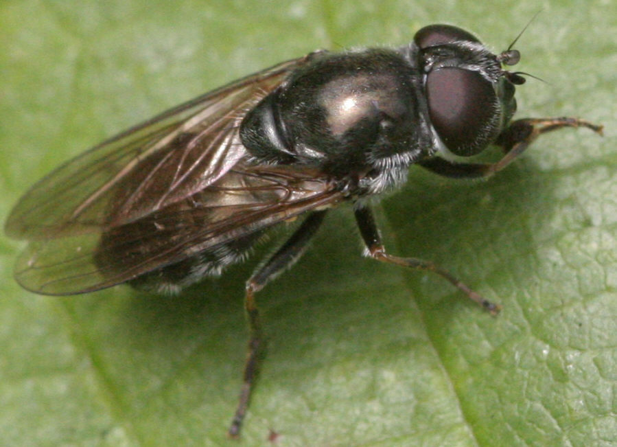 Cheilosia proxima