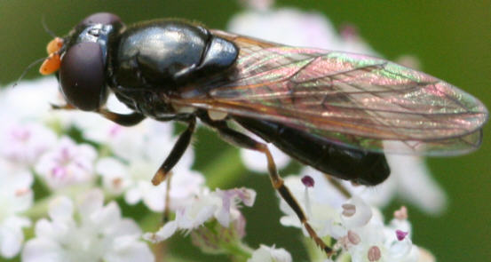 Cheilosia pagana
