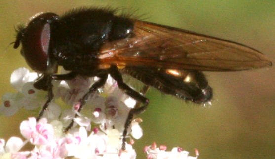 Cheilosia impressa