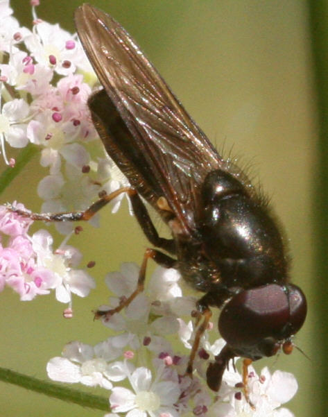 Cheilosia soror