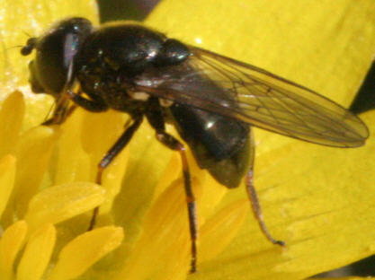 Cheilosia vernalis