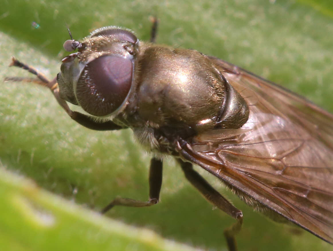 Cheilosia lasiopa