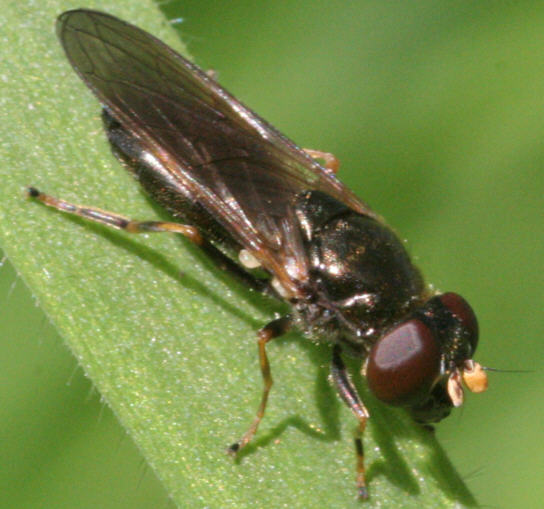 Cheilosia pagana