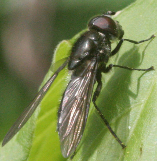 Cheilosia variabilis