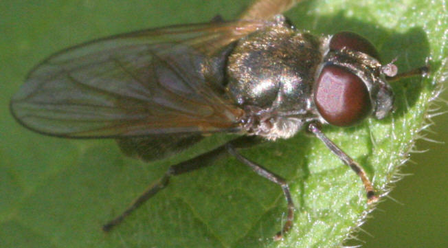 Cheilosia albitarsis/ranunculi