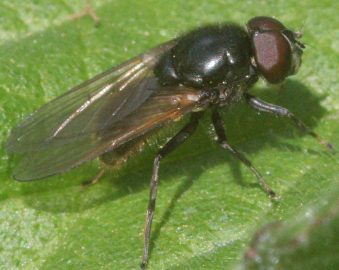 Cheilosia albitarsis/ranunculi