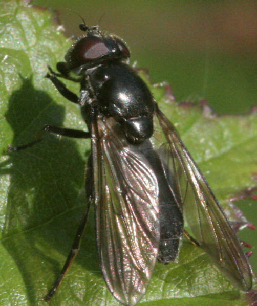 Cheilosia variabilis