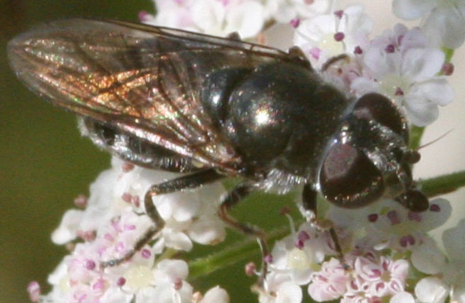 Cheilosia proxima