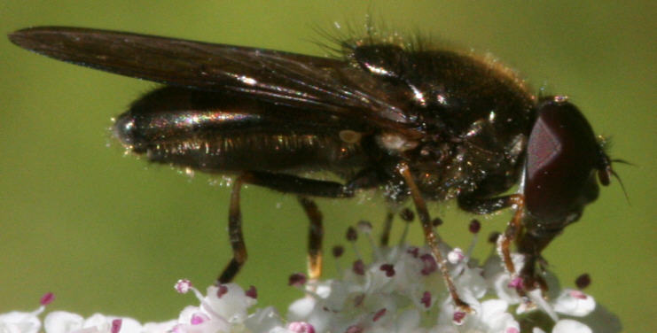 Cheilosia scutellata