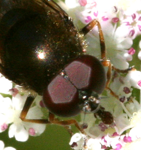 Cheilosia scutellata