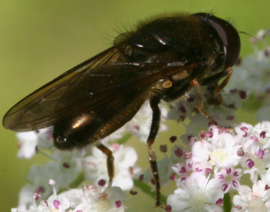 Cheilosia scutellata