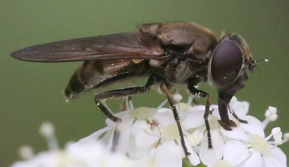 Cheilosia lasiopa