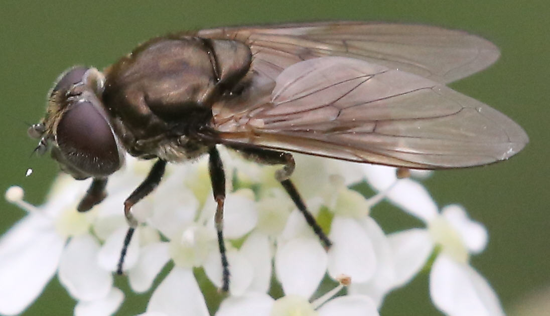Cheilosia lasiopa
