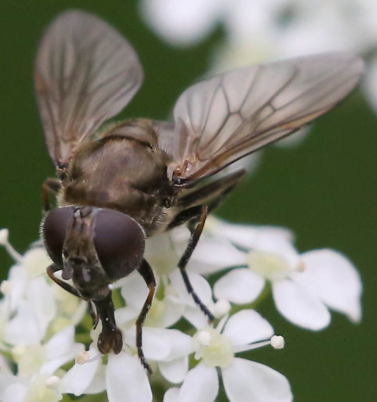 Cheilosia lasiopa