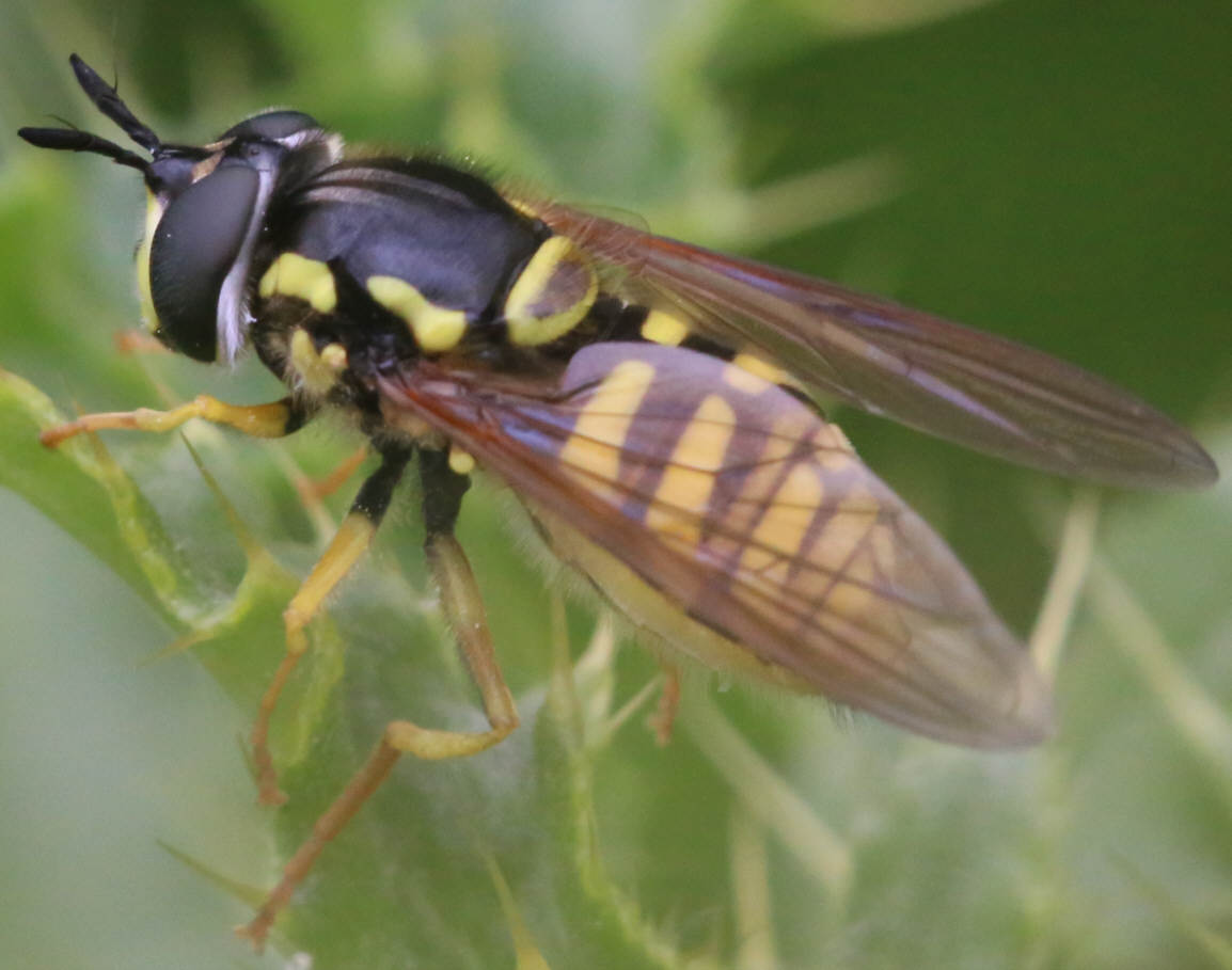 Chrysotoxum cautum
