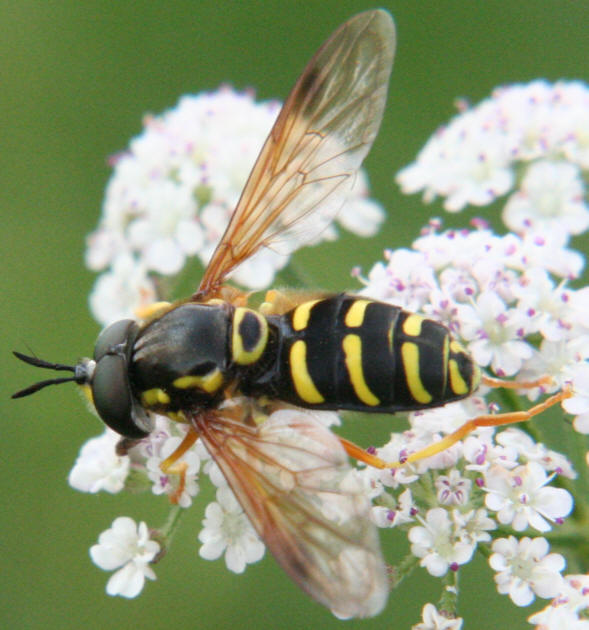 Chrysotoxum festivum