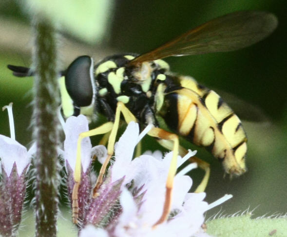 Chrysotoxum verralli
