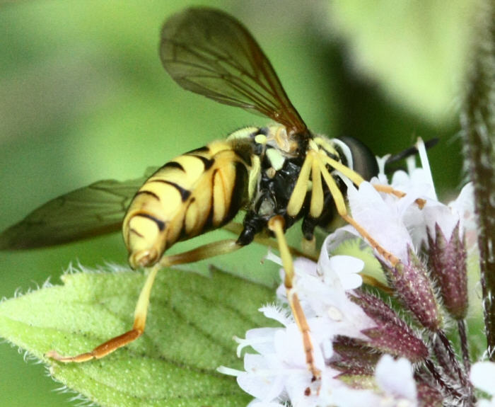 Chrysotoxum verralli