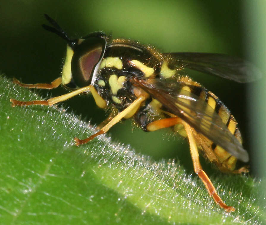 Chrysotoxum verralli