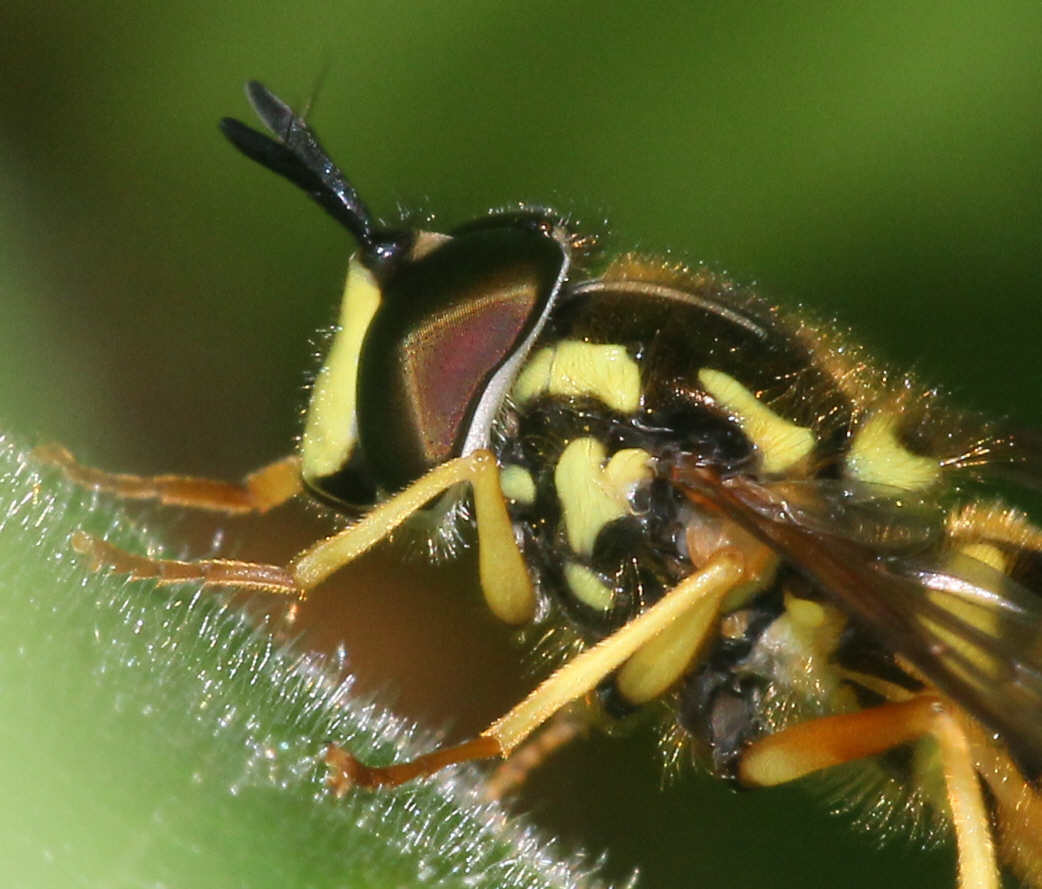 Chrysotoxum verralli