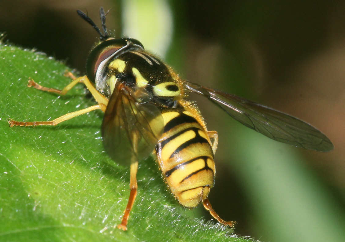 Chrysotoxum verralli